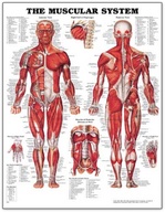 www.anatomicallyspeaking.com/store/